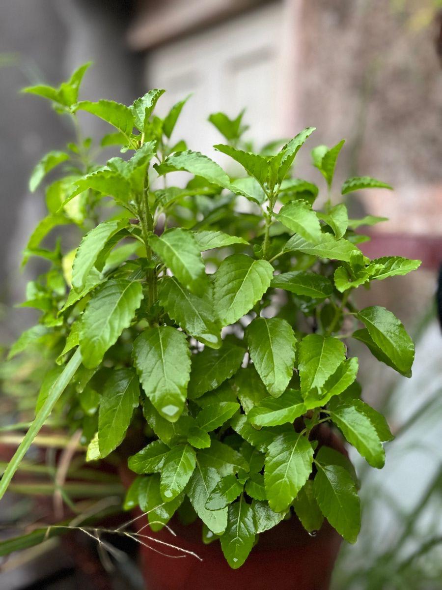 Lakshmi Tulsi Plant (Pack Of-1 )