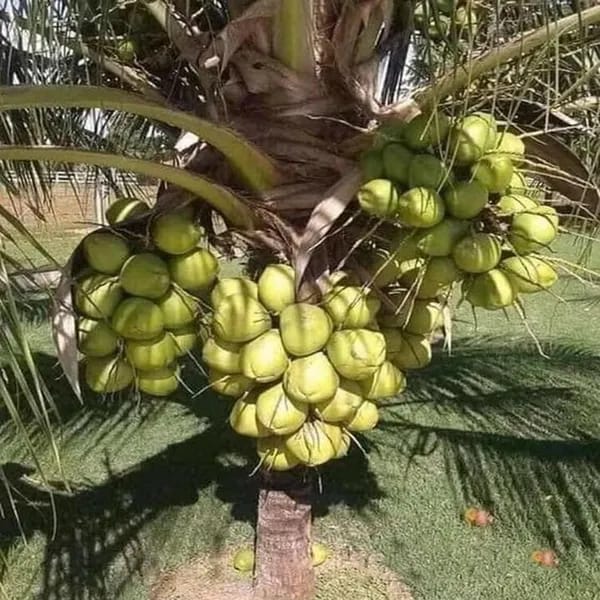 Hybrid Coconut Plant (Pack Of 1)