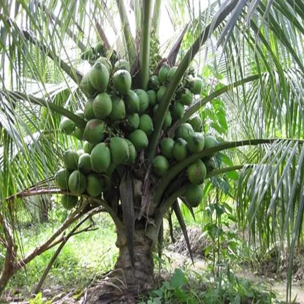 Hybrid Coconut Plant (Pack Of 1)