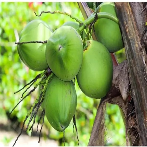 Hybrid Coconut Plant (Pack Of 1)