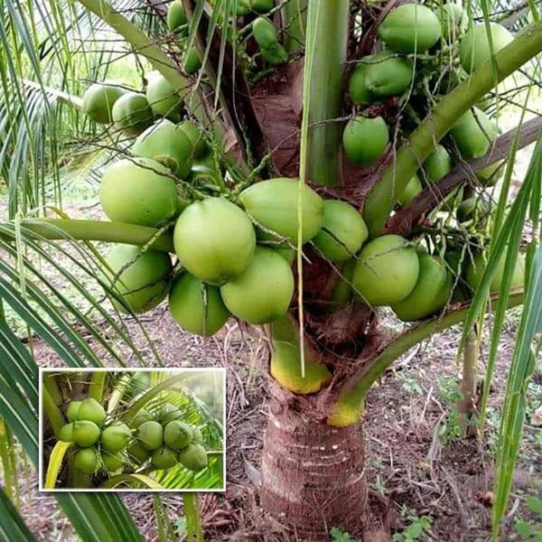 Hybrid Coconut Plant (Pack Of 1)