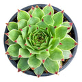 Succulent Laxmi Kamal Indor Plant (Pack Of-1 )