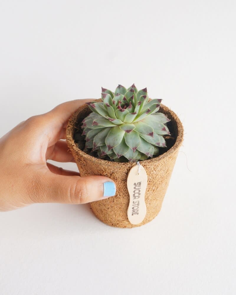 Succulent Laxmi Kamal Indor Plant (Pack Of-1 )