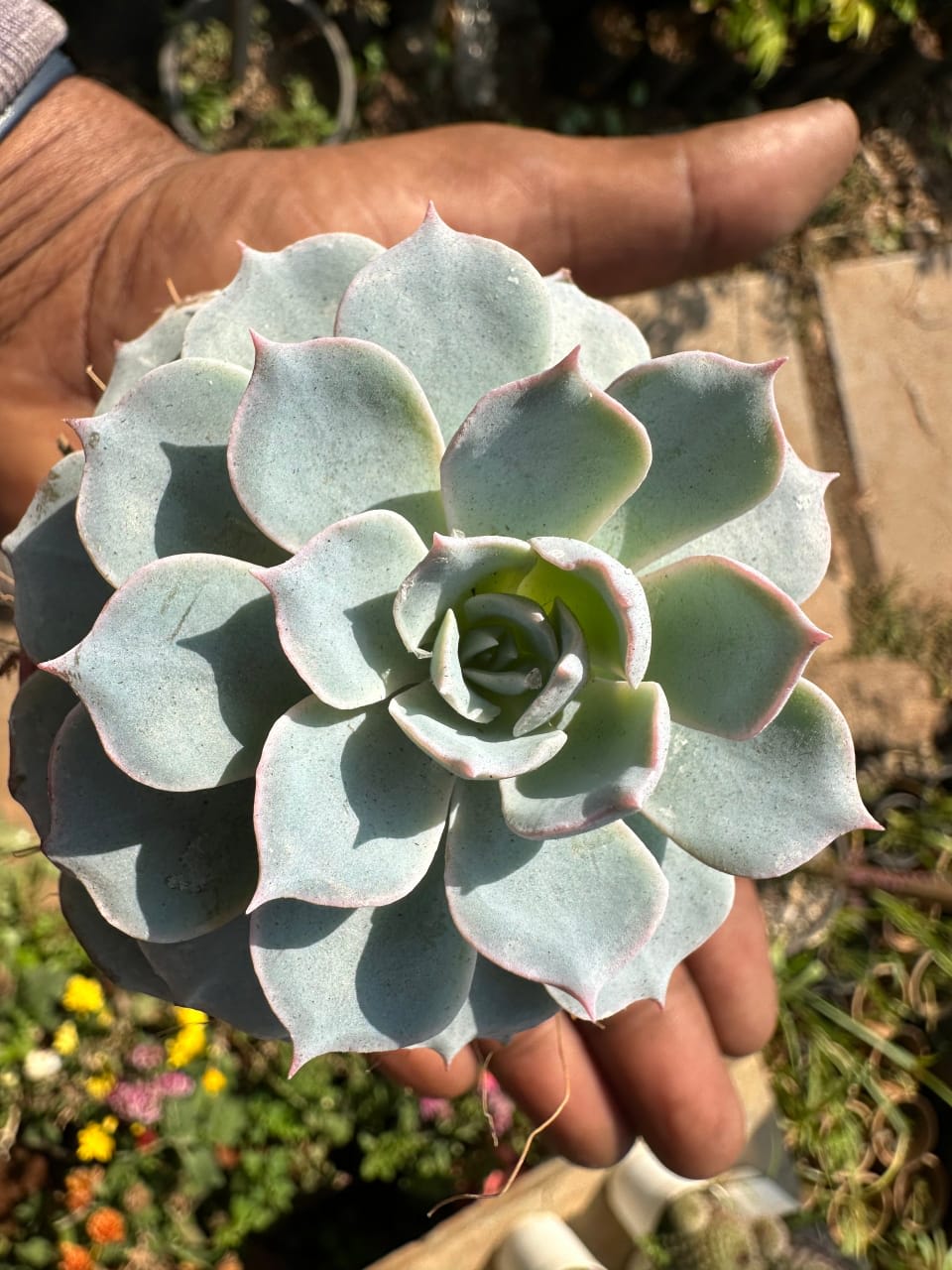 Succulent Laxmi Kamal Indor Plant (Pack Of-1 )