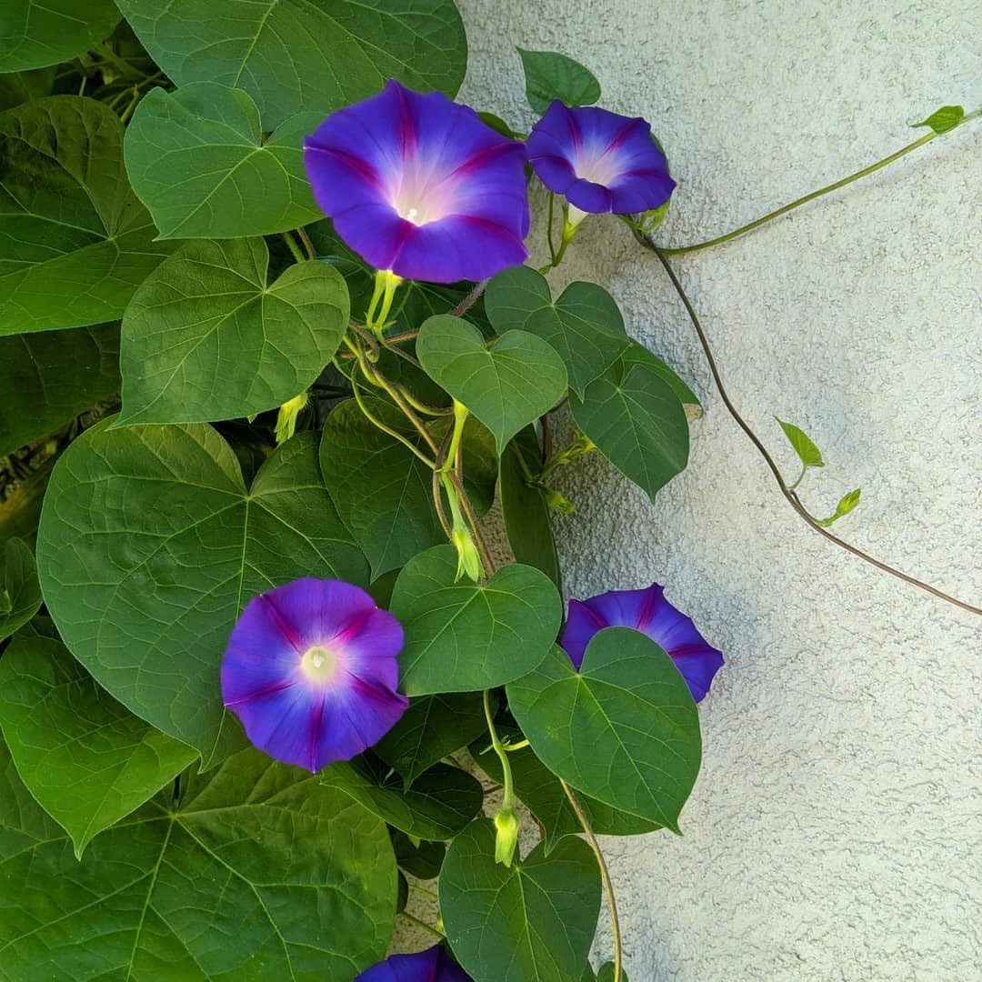 Hybrid Morning Glory Flower Plant (Pack Of-1 )