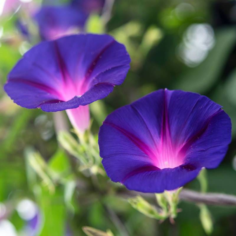 Hybrid Morning Glory Flower Plant (Pack Of-1 )