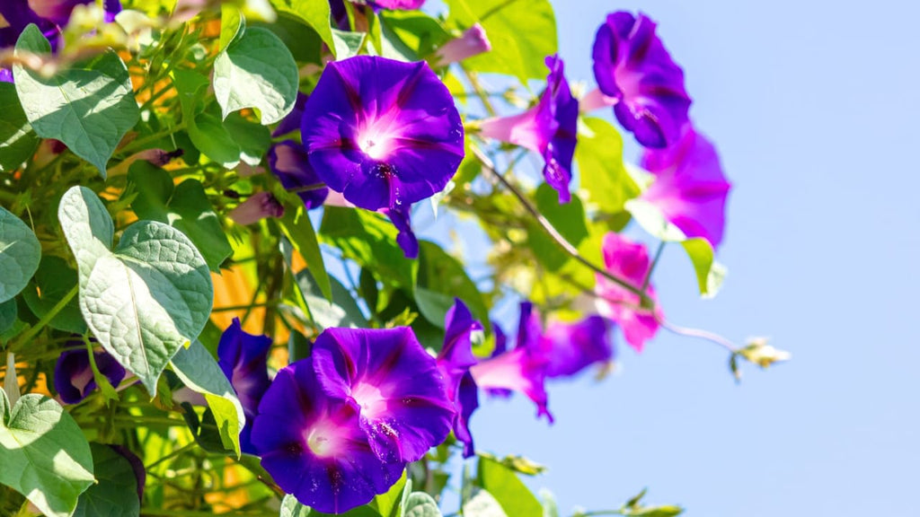 Hybrid Morning Glory Flower Plant (Pack Of-1 )