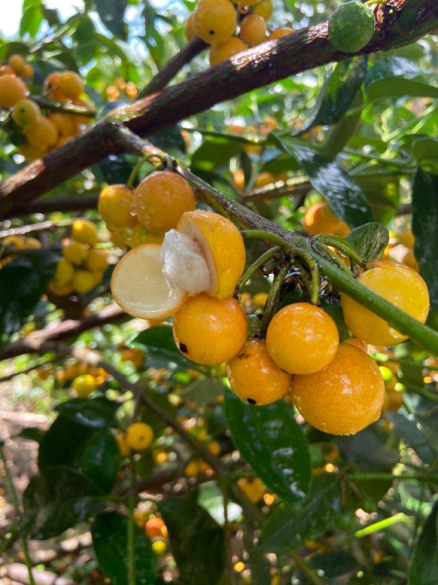 Gaint Abiu Fruit Plant (Pack Of-1)