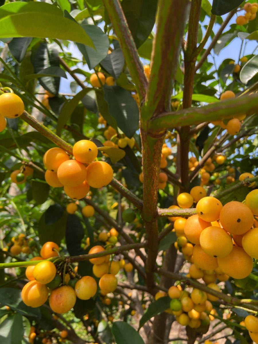 Gaint Abiu Fruit Plant (Pack Of-1)