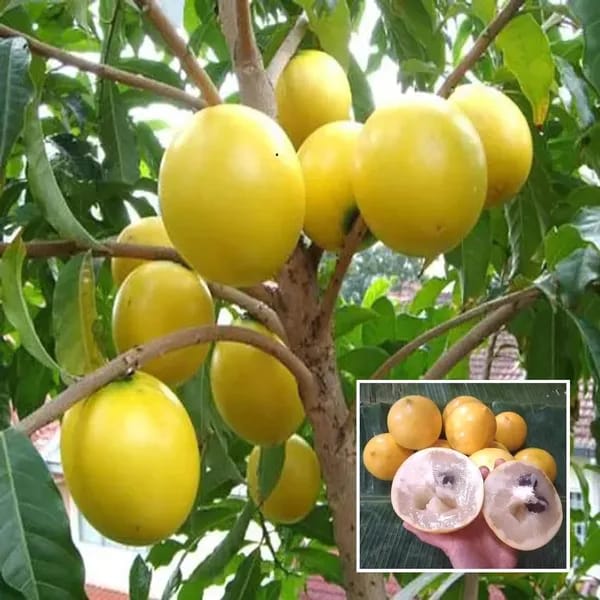 Gaint Abiu Fruit Plant (Pack Of-1)