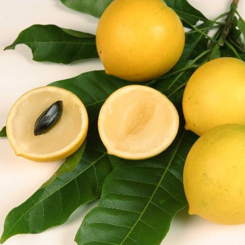 Gaint Abiu Fruit Plant (Pack Of-1)