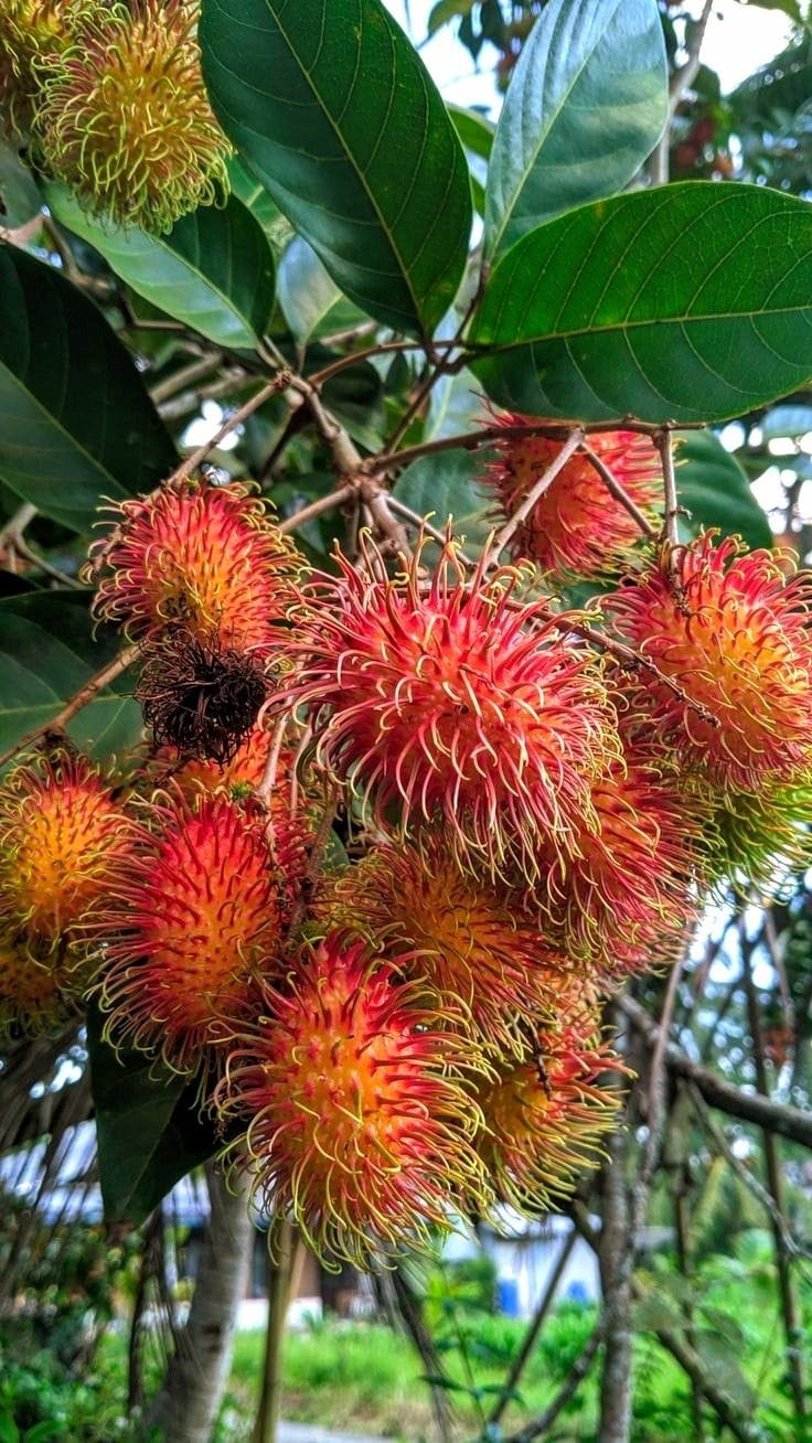 Hybrid Rambutan Grafting Fruit Plant (Pack Of-1)