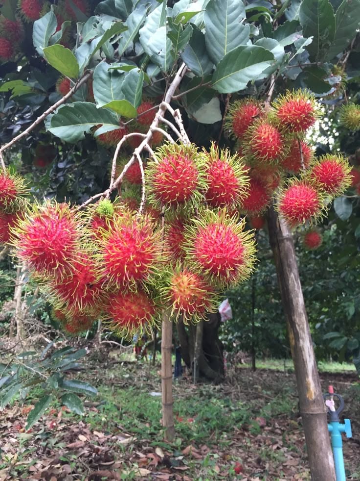 Hybrid Rambutan Grafting Fruit Plant (Pack Of-1)