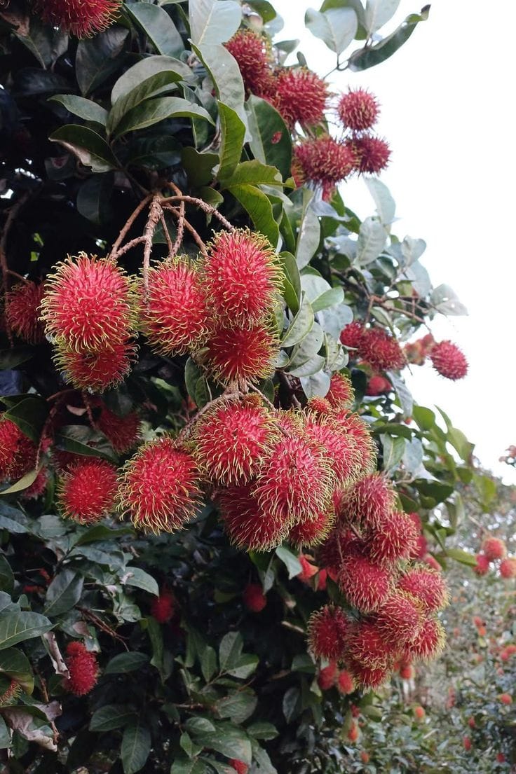 Hybrid Rambutan Grafting Fruit Plant (Pack Of-1)