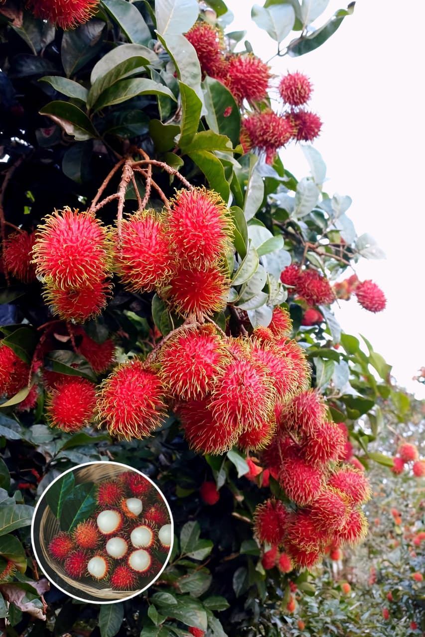 Hybrid Rambutan Grafting Fruit Plant (Pack Of-1)