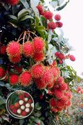 Hybrid Rambutan Grafting Fruit Plant (Pack Of-1)