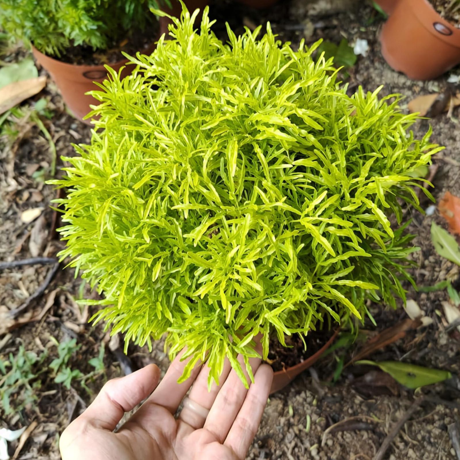 Golden Aralia Flower Plant (Pack Of-1 )