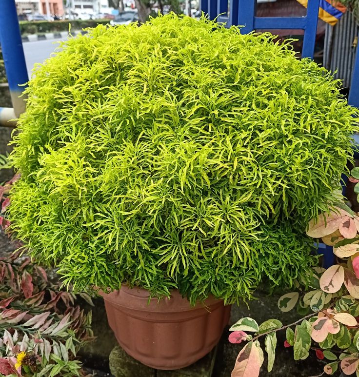 Golden Aralia Flower Plant (Pack Of-1 )