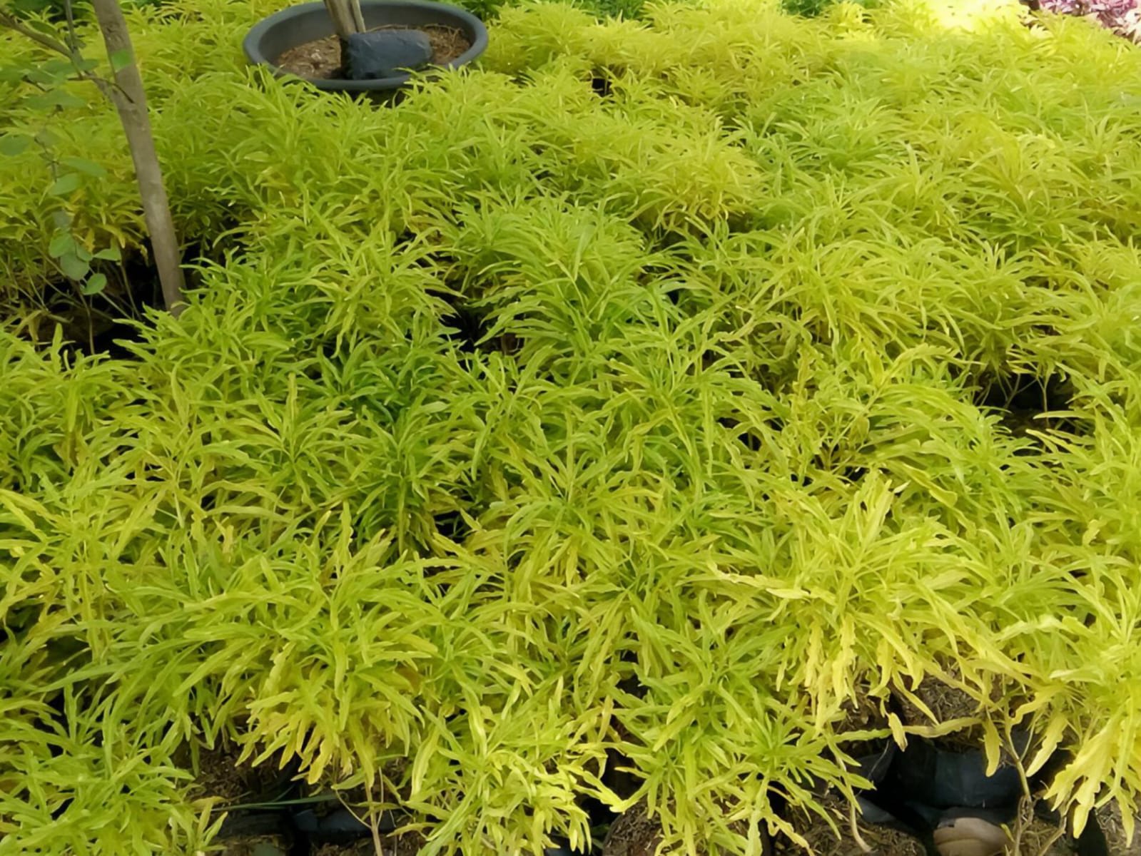 Golden Aralia Flower Plant (Pack Of-1 )