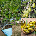 Indin Variety Olive Plant (Hybrid & Grafting) Pack Of-1