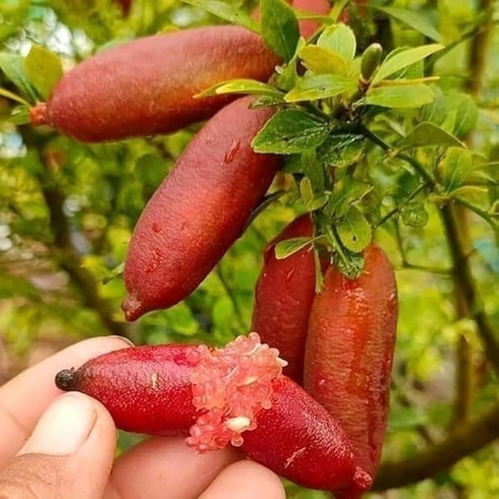 Red Finger Lemon Fruit Plant (Hybrid & Grafting )Pack Of-1