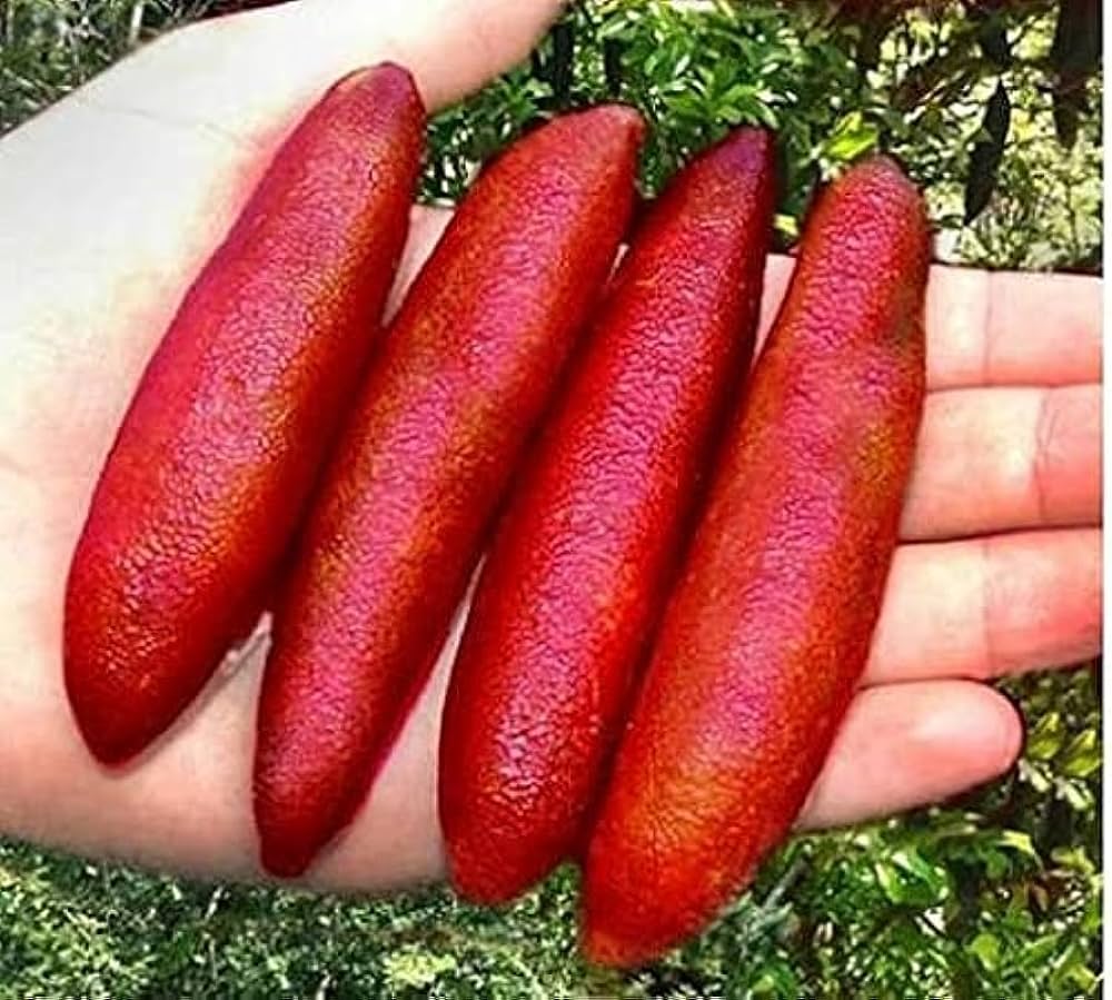 Red Finger Lemon Fruit Plant (Hybrid & Grafting )Pack Of-1