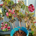Hybrid Rubi Longon Gown Grafting Fruit Plant (Pack Of-1 )