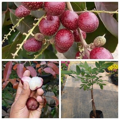 Hybrid Rubi Longon Gown Grafting Fruit Plant (Pack Of-1 )