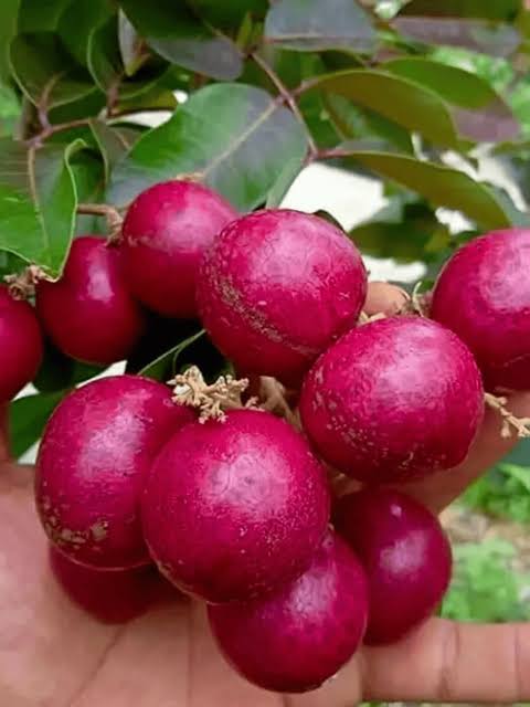 Hybrid Rubi Longon Gown Grafting Fruit Plant (Pack Of-1 )