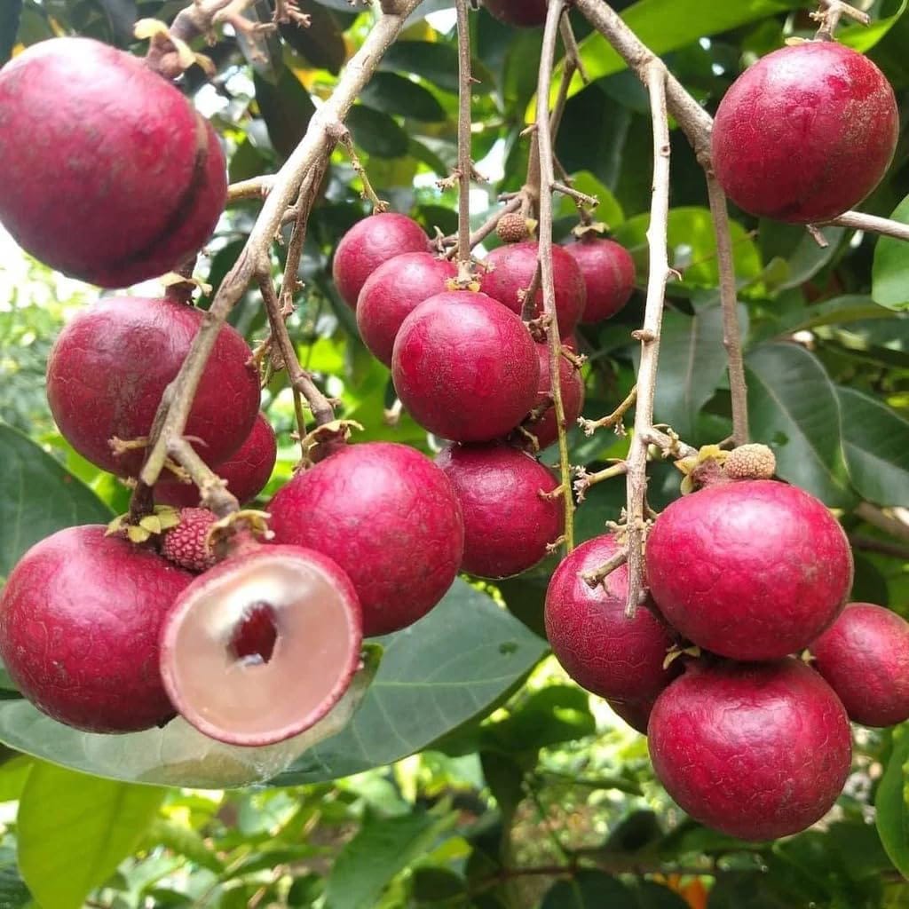 Hybrid Rubi Longon Gown Grafting Fruit Plant (Pack Of-1 )