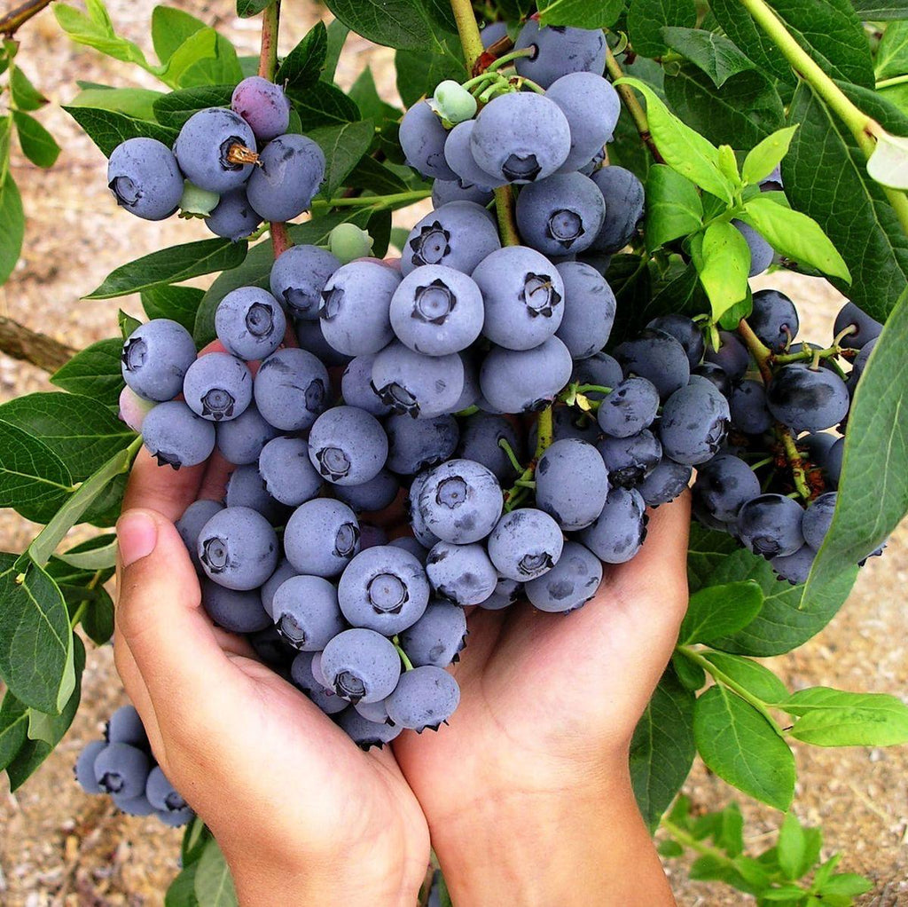Hybrid Blueberry Fruit Plant ( Pack Of-1 )
