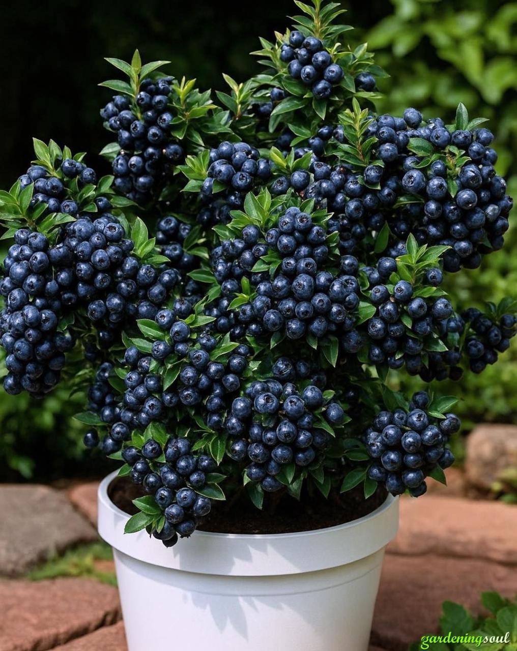 Hybrid Blueberry Fruit Plant ( Pack Of-1 )