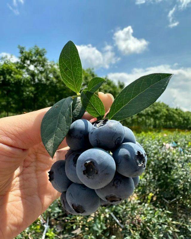 Hybrid Blueberry Fruit Plant ( Pack Of-1 )