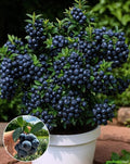 Hybrid Blueberry Fruit Plant ( Pack Of-1 )