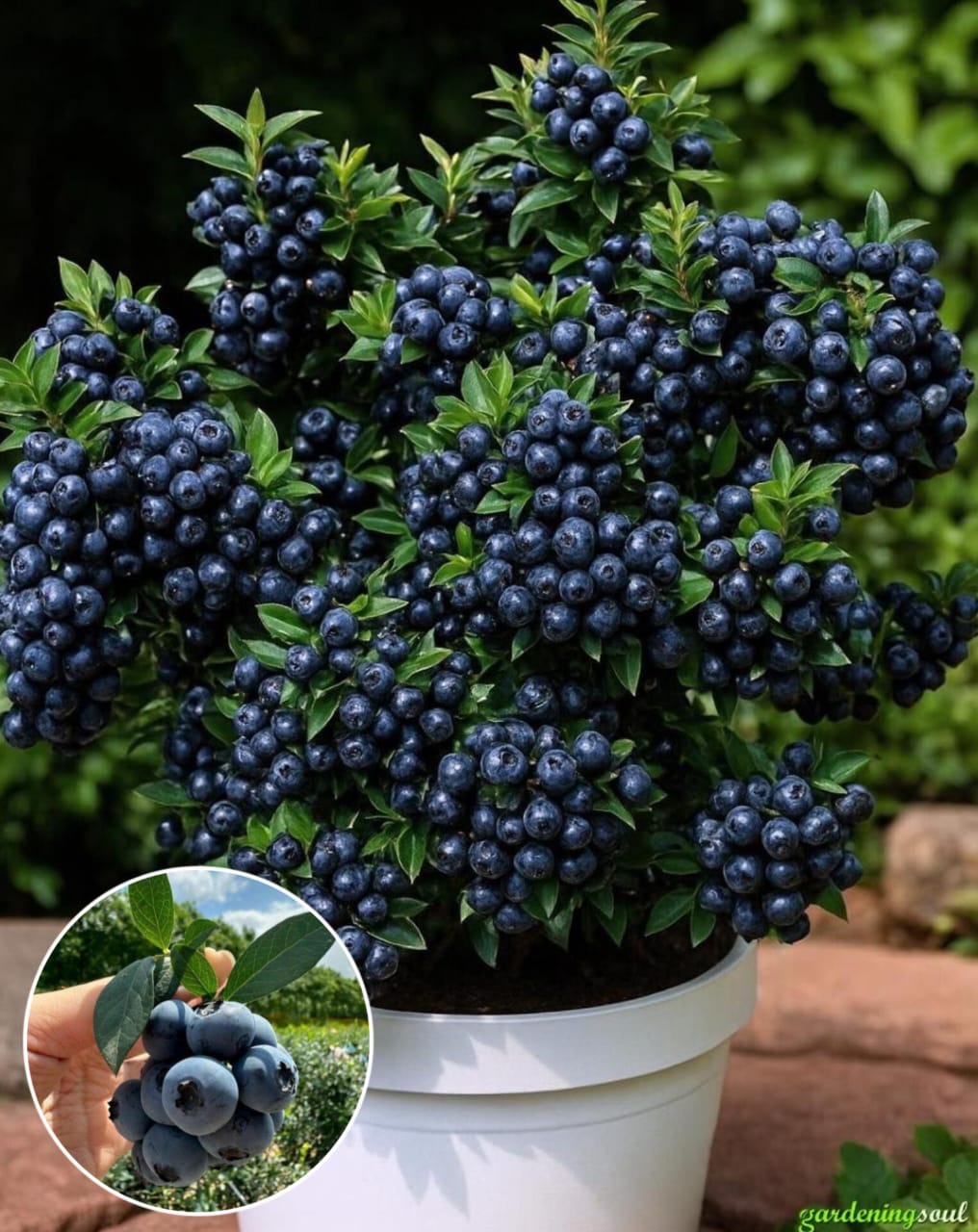 Hybrid Blueberry Fruit Plant ( Pack Of-1 )
