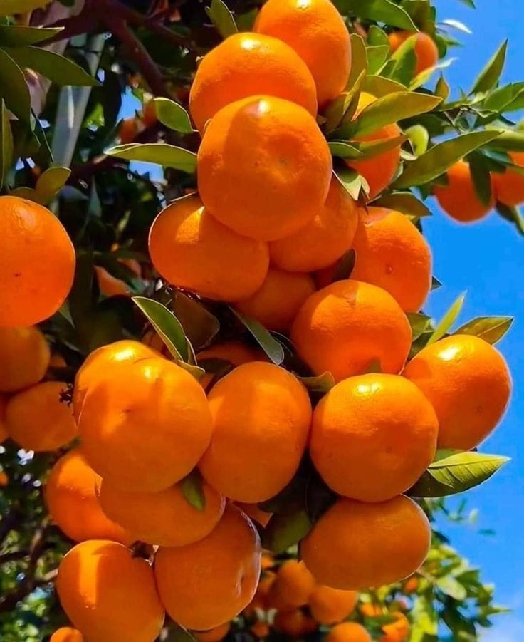 Hybrid Valencia Orange 🍊🍊🍊 Grafting Fruit Plant (Pack Of-1 )