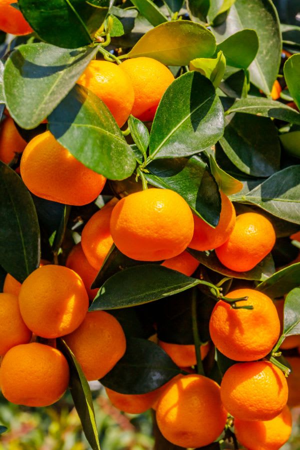 Hybrid Valencia Orange 🍊🍊🍊 Grafting Fruit Plant (Pack Of-1 )