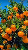 Hybrid Valencia Orange 🍊🍊🍊 Grafting Fruit Plant (Pack Of-1 )