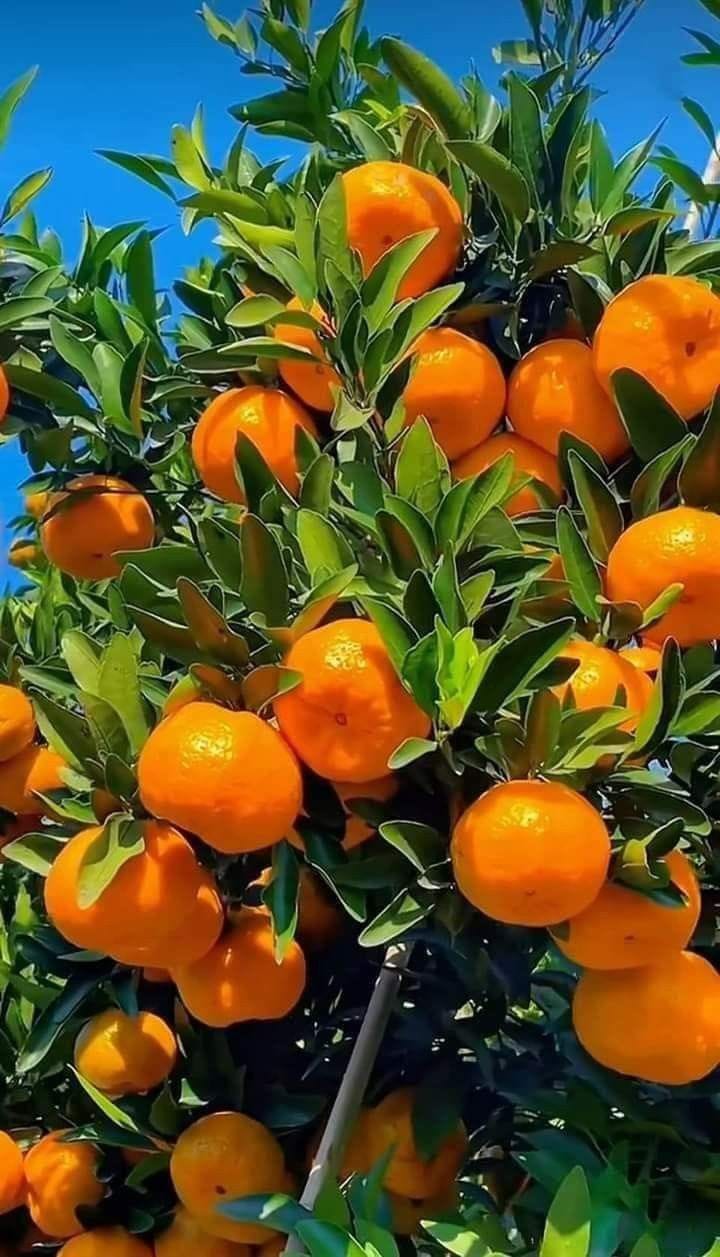 Hybrid Valencia Orange 🍊🍊🍊 Grafting Fruit Plant (Pack Of-1 )