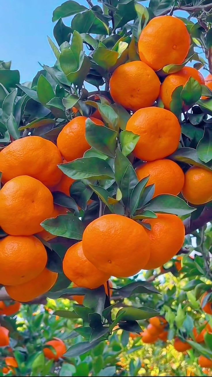 Hybrid Valencia Orange 🍊🍊🍊 Grafting Fruit Plant (Pack Of-1 )