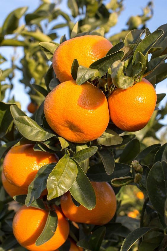 Hybrid Valencia Orange 🍊🍊🍊 Grafting Fruit Plant (Pack Of-1 )