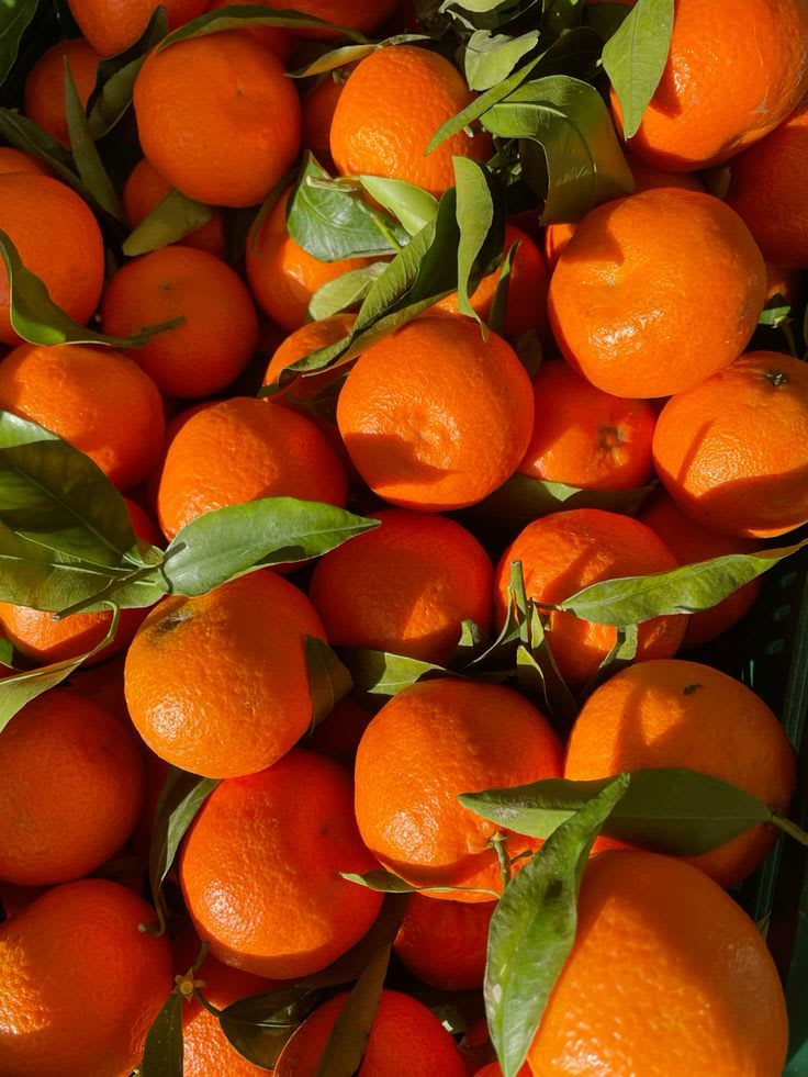 Hybrid Valencia Orange 🍊🍊🍊 Grafting Fruit Plant (Pack Of-1 )