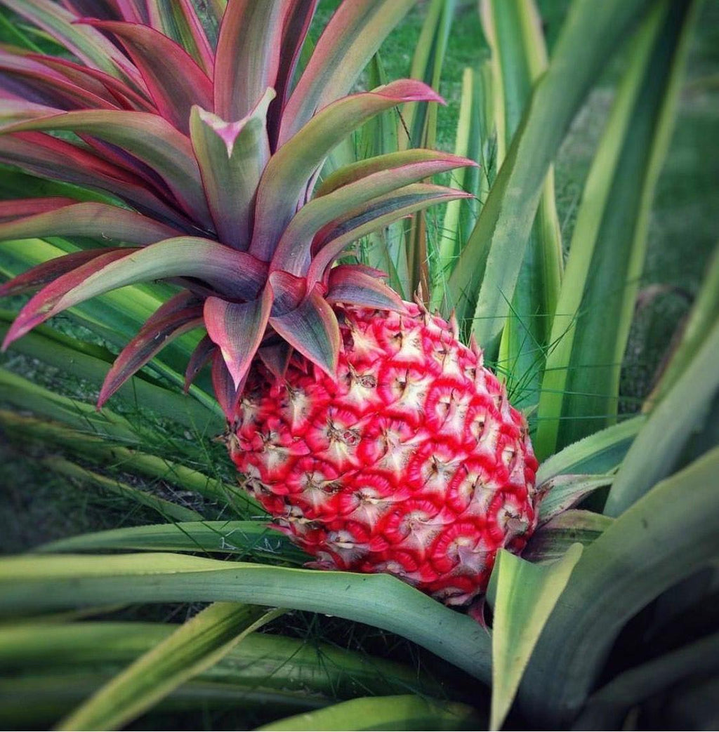 Hybrid Red Pineapple Fruit Plant (Pack Of-1)