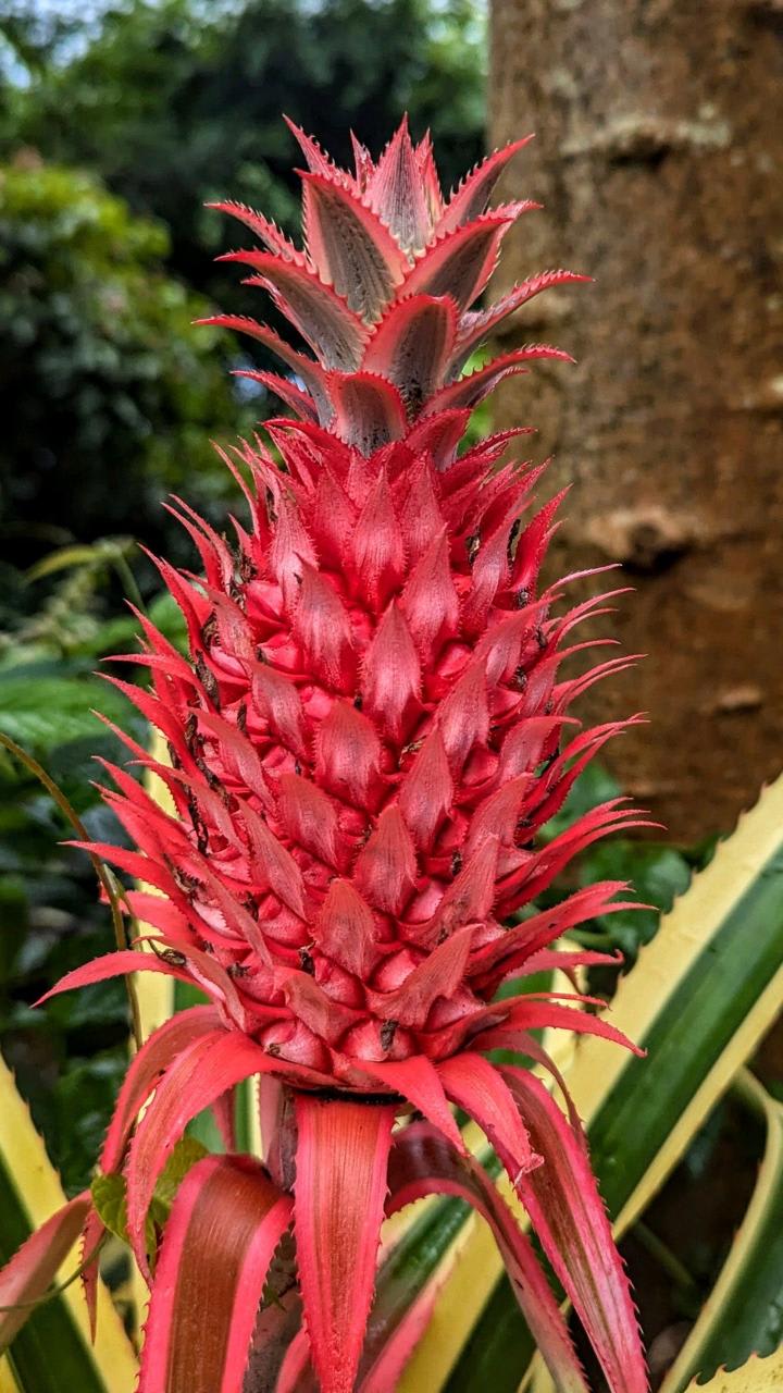Hybrid Red Pineapple Fruit Plant (Pack Of-1)