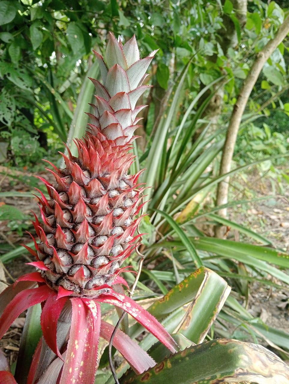 Hybrid Red Pineapple Fruit Plant (Pack Of-1)