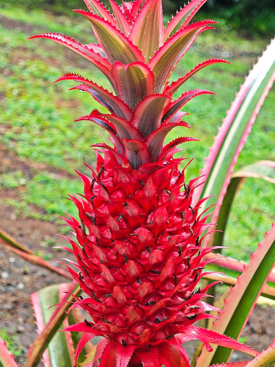 Hybrid Red Pineapple Fruit Plant (Pack Of-1)