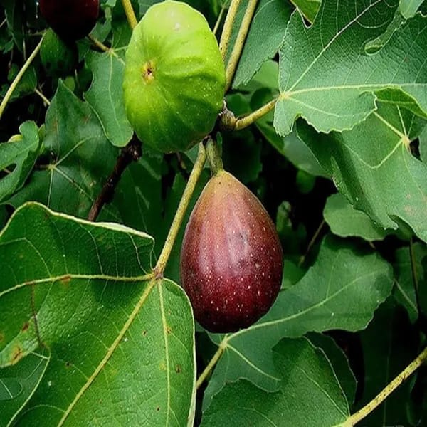 Fig Fruit Plant (Hybrid & Grafting) Pack Of-1