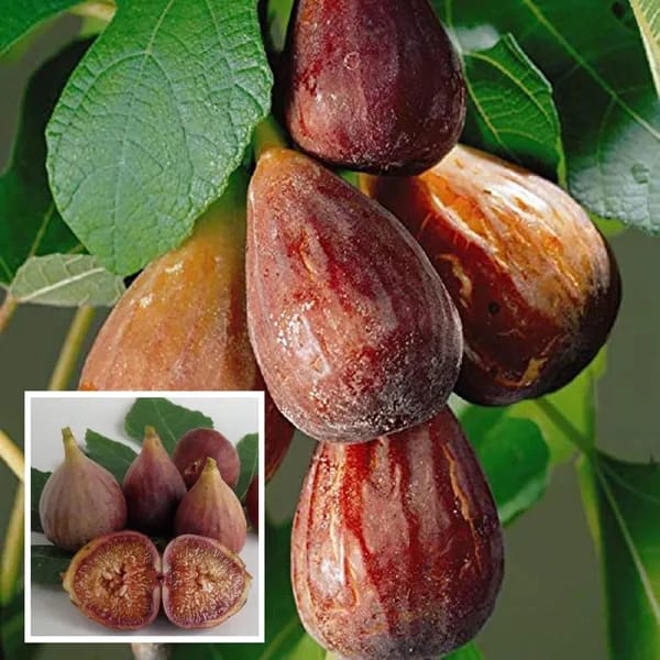 Fig Fruit Plant (Hybrid & Grafting) Pack Of-1