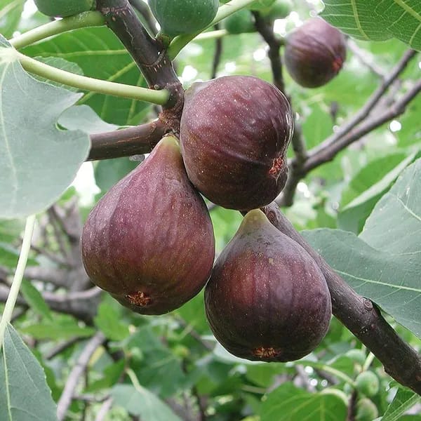 Fig Fruit Plant (Hybrid & Grafting) Pack Of-1