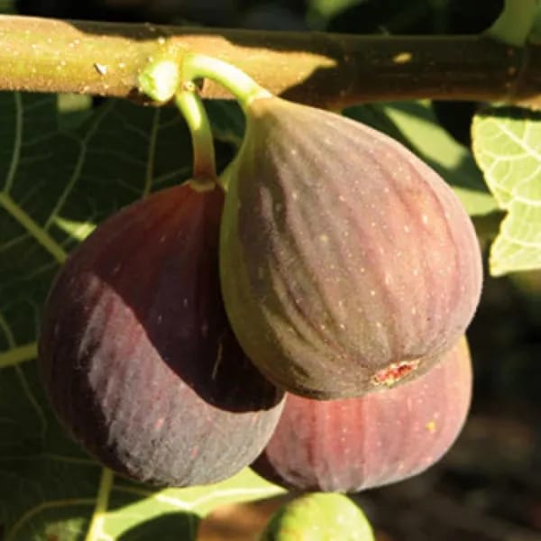 Fig Fruit Plant (Hybrid & Grafting) Pack Of-1